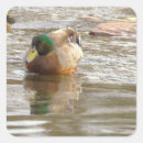 Search for duck photo stickers Photography