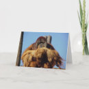 Search for gorilla cards Orangutan