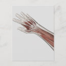 Search for physiology postcards White background