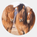 Search for icelandic horses stickers Europe