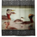 Search for grebes Illustration
