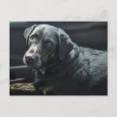 Search for labrador retriever dog postcards Black lab