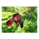 Search for crimson posters Burgundy