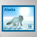 Search for arctic fox posters Animals