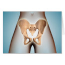 Search for pelvic Hip