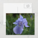 Search for periwinkle blue postcards Nature