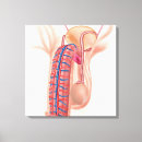 Search for phallus Urethra