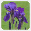 Search for iris flowers stickers Garden