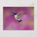 Search for flight feather postcards Flying