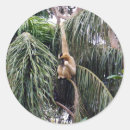 Search for gibbon stickers Primate