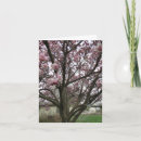 Search for tulip tree cards Nature