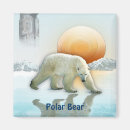 Search for arctic animals magnets Bears