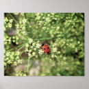 Search for lady bug art Ladybird