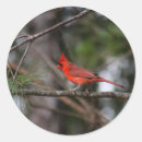 Search for northern cardinal stickers Wildlife