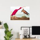 Search for scarlet ibis posters John james audubon