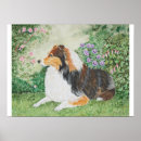 Search for sheltie posters Shetland