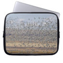 Search for migrator electronics Bird