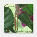 Search for exterminating magnets Bugs
