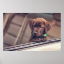 Search for labrador retriever art Pet