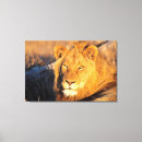 Search for danita delimont canvas prints Carnivore