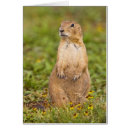 Search for great plain postcards Animal
