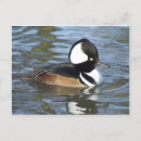 Search for bufflehead Nature