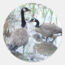 Search for geese stickers Animals