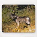 Search for grey wolf mouse mats Wildlife