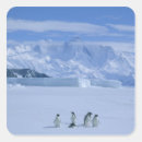 Search for seabird stickers Penguin