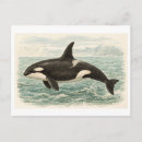 Search for orca the whale postcards Illustration