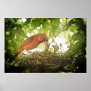 Search for cardinal bird art Tree