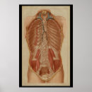 Search for abdominal posters Medical