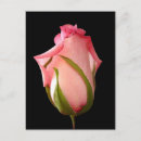 Search for rosebud postcards Floral