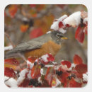 Search for american robin stickers Winter