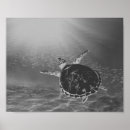 Search for sea turtle art Tropical