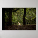 Search for white tailed deer posters Forest