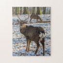 Search for red deer puzzles Nature