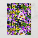 Search for pansy flower postcards White