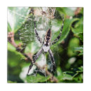 Search for arachnids tiles Insect