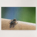 Search for zebra photography Insect