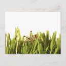 Search for cricket photography Nature