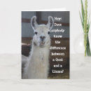 Search for llama cards Humour