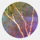 Search for white birch stickers Tree