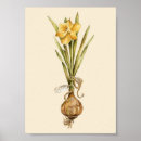 Search for daffodil posters Bulb