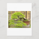 Search for bonsai tree postcards Nature