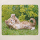 Search for cute kittens blankets Girl