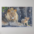 Search for baby animal posters Lion