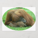 Search for orangutans invitations Ape