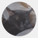 Search for cat nap stickers Sleeping