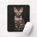 Search for domesticated mouse mats Kitten